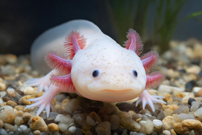An axolotl is seen up close inside the Vancouver Aquarium’s new Amazing Axolotls exhibit, showcasing its frilly gills and distinctive smile.