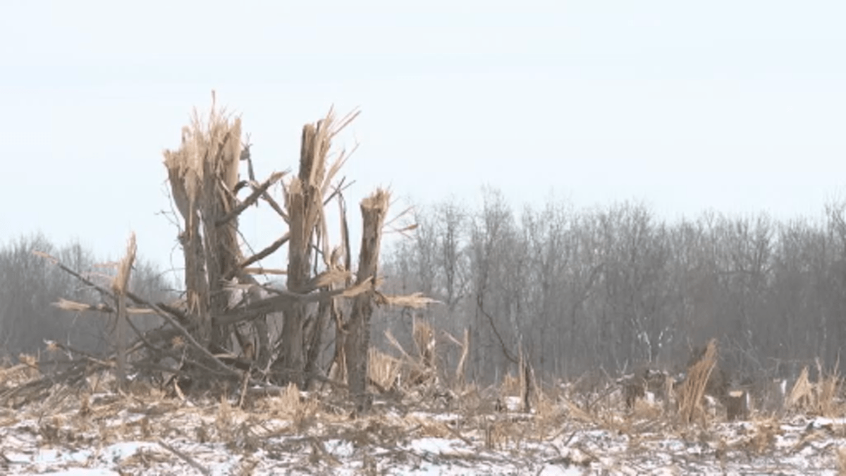 Collins Bay residents are demanding an immediate stop-work order on the rapid clear-cutting of Mile Square Forest, clashing with the landowner over farming exemptions.