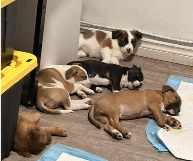 Drugs, Weapons, and Dogs Discovered in Illegal Dispensary