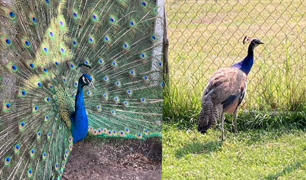 The peahen, named Pete and Hilda, went missing on Sunday when the truck they were in was stolen in Stony Plain, Alta.