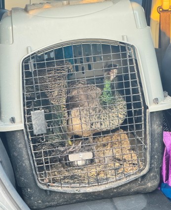 The two peahen, named Pete and Hilda, were found, still in their crate, along Highway 16 near the hamlet of Duffield, Alta.