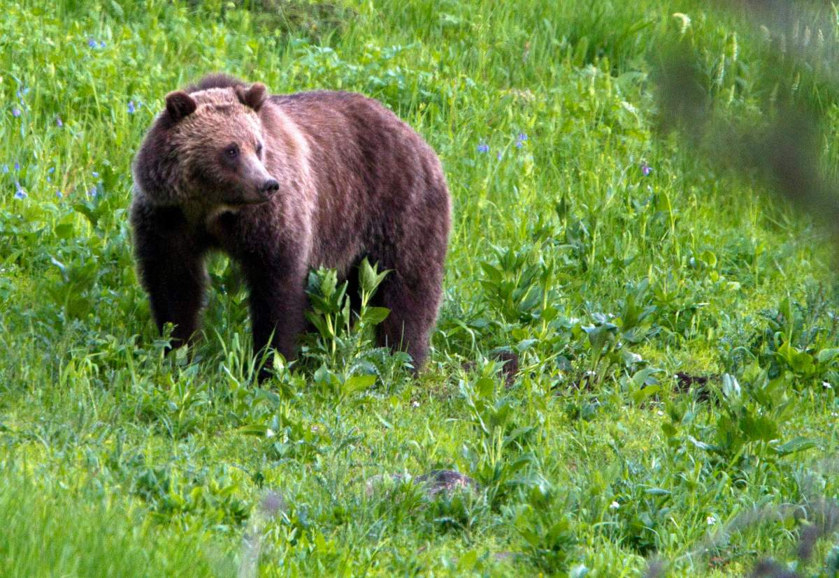 FILE - This July 6, 2011 file photo shows a grizzly bear roaming near Beaver Lake in Yellowstone National Park, Wyo.