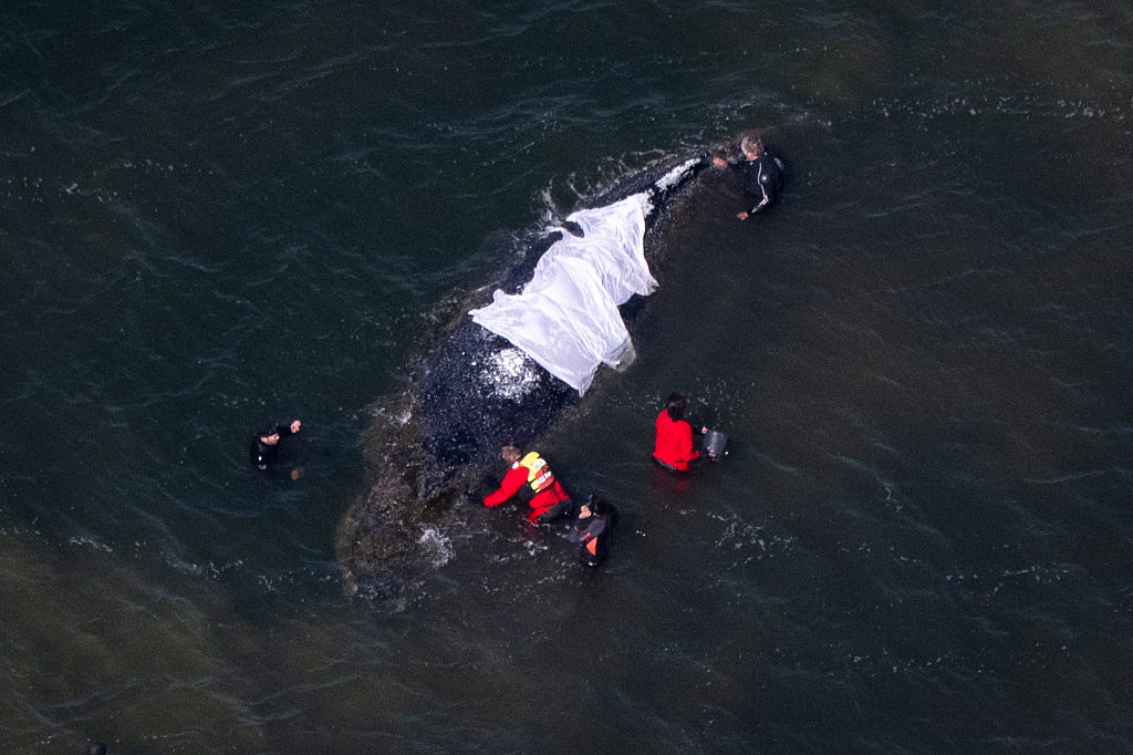 23 April 2026, Mecklenburg-Western Pomerania, Wismar: Helpers stand close to the whale (photo taken from an airplane). The humpback whale that stranded near Wismar three weeks ago is still stuck in shallow water. A private initiative has been trying to rescue the whale for days.