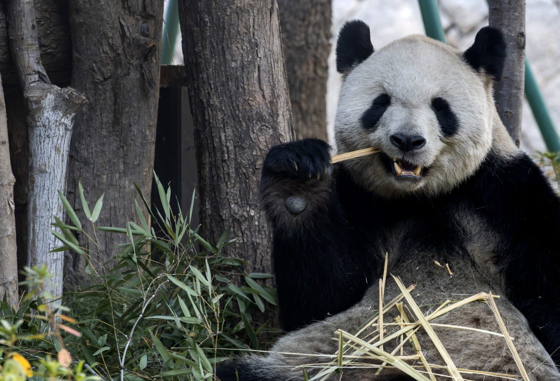 A giant panda enjoys bamboo at the Panda World in Fuzhou, southeast China's Fujian Province on Jan. 17, 2026.