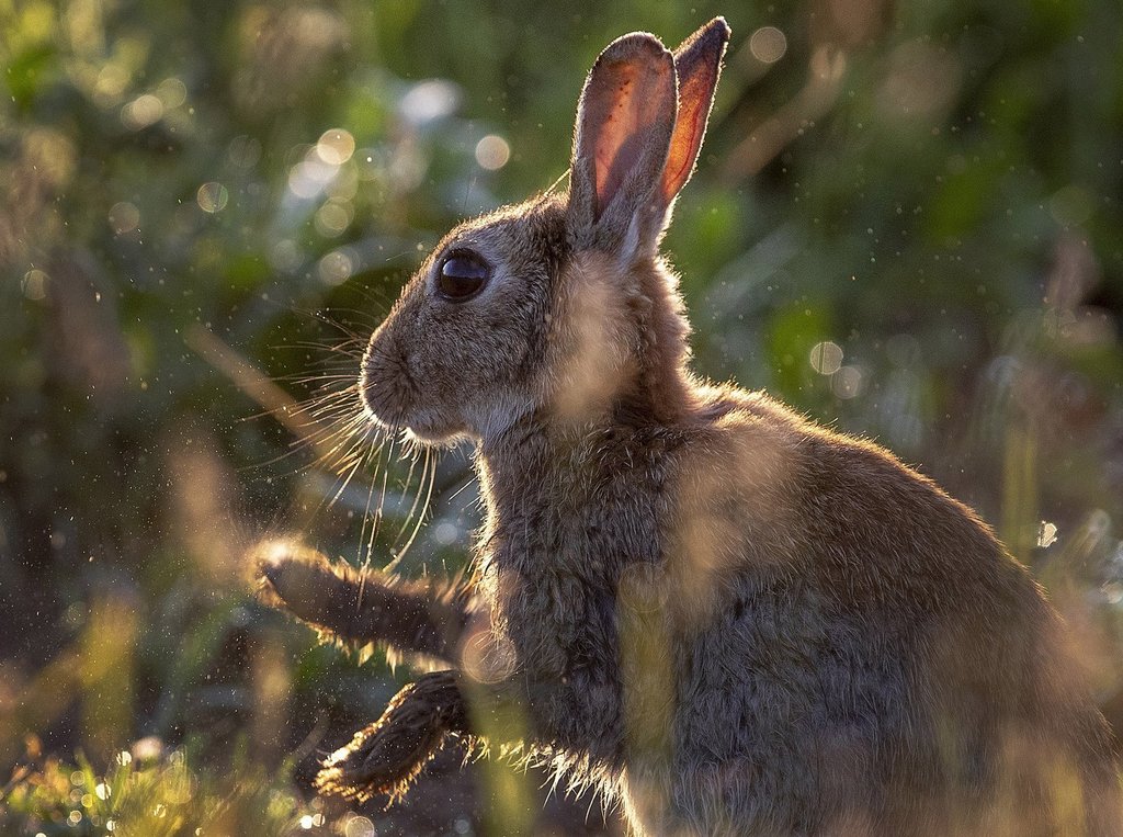 File photo of a rabbit on Friday, June 12, 2020. 