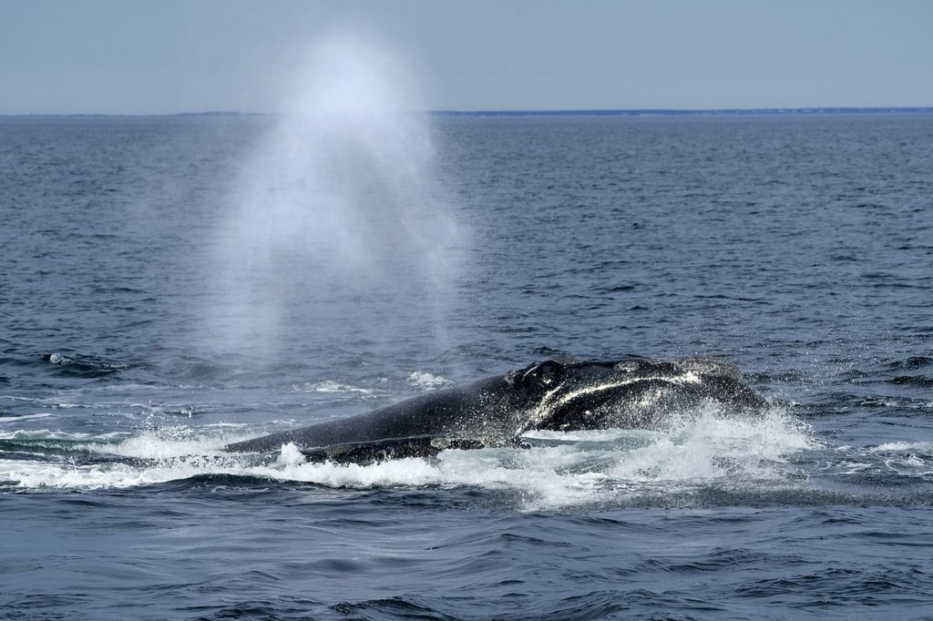 An entangled North Atlantic right whale has been spotted off New Brunswick's east coast near Shippagan. A North Atlantic right whale surfaces on Cape Cod Bay in Massachusetts, Monday, March 27, 2023.  (AP Photo/Robert F. Bukaty, NOAA permit # 21371).