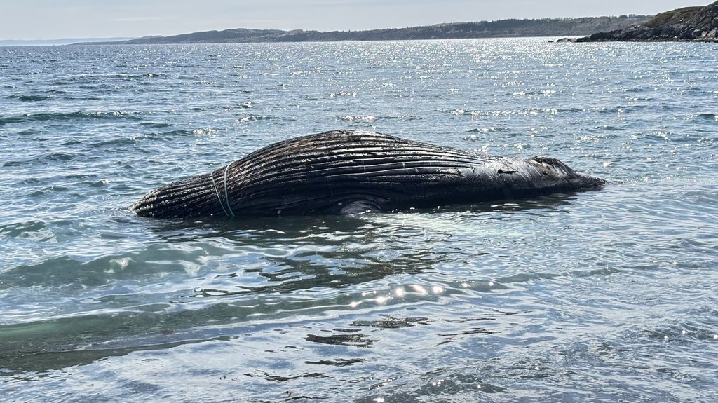 A whale carcass entangled in fishing rope is shown in this handout photo on a beach in Spaniard's Bay, N.L., on Thursday, June 11, 2026. 