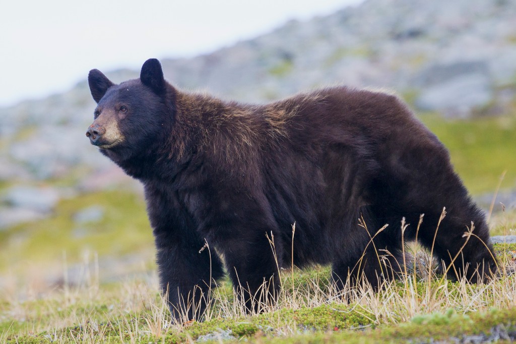 A file photo of a black bear in the grass at Mount Rainier National Park in Washington State.