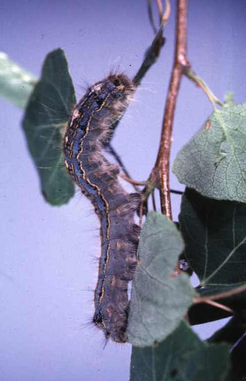 Forest Tent Caterpillars