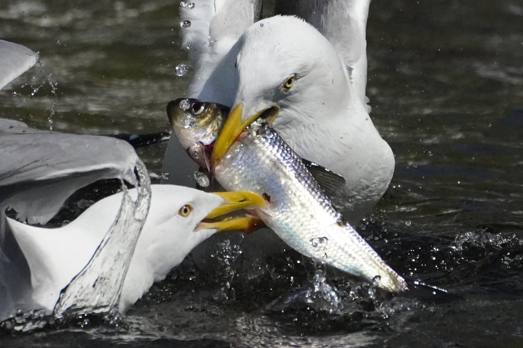 Gulls fight over an alewife, known in Nova Scotia as a gaspereau, on Friday, May 14, 2021, in Nobleboro, Maine. The species migrates from the ocean to freshwater rivers and lakes to breed each spring. (AP Photo/Robert F. Bukaty).