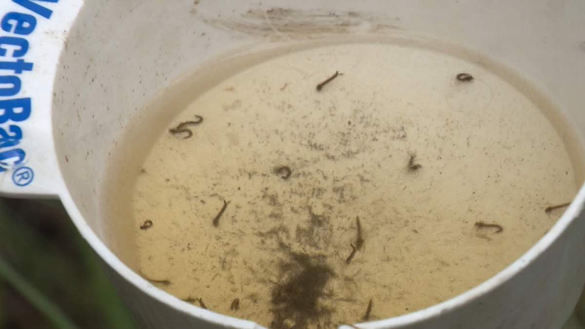 A sample of mosquito larvae collected Monday morning by Alex Coker, an integrated pest management technician with the City of Calgary.