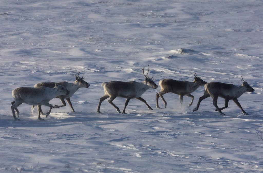 The federal government and the government of Quebec say they're confident that a deal to protected endangered caribou populations in the province will be reached. Wild caribou roam the tundra near The Meadowbank Gold Mine located in the Nunavut Territory of Canada.