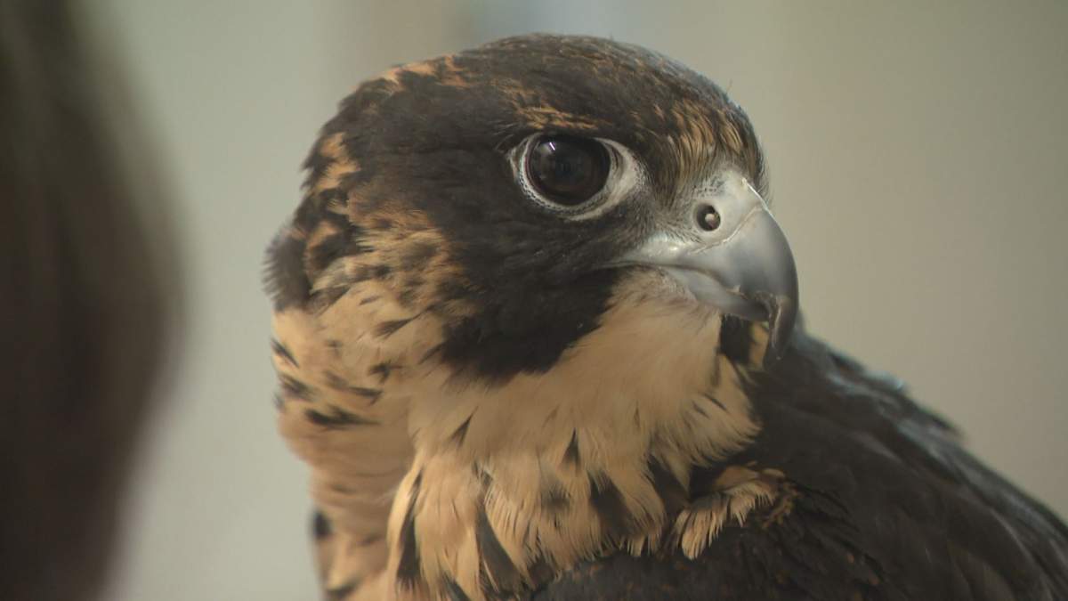 A closeup of a one-year-old peregrine falcon named Phoebe at Parkland Mews Falconry & Bird of Prey Education Centre Inc. 