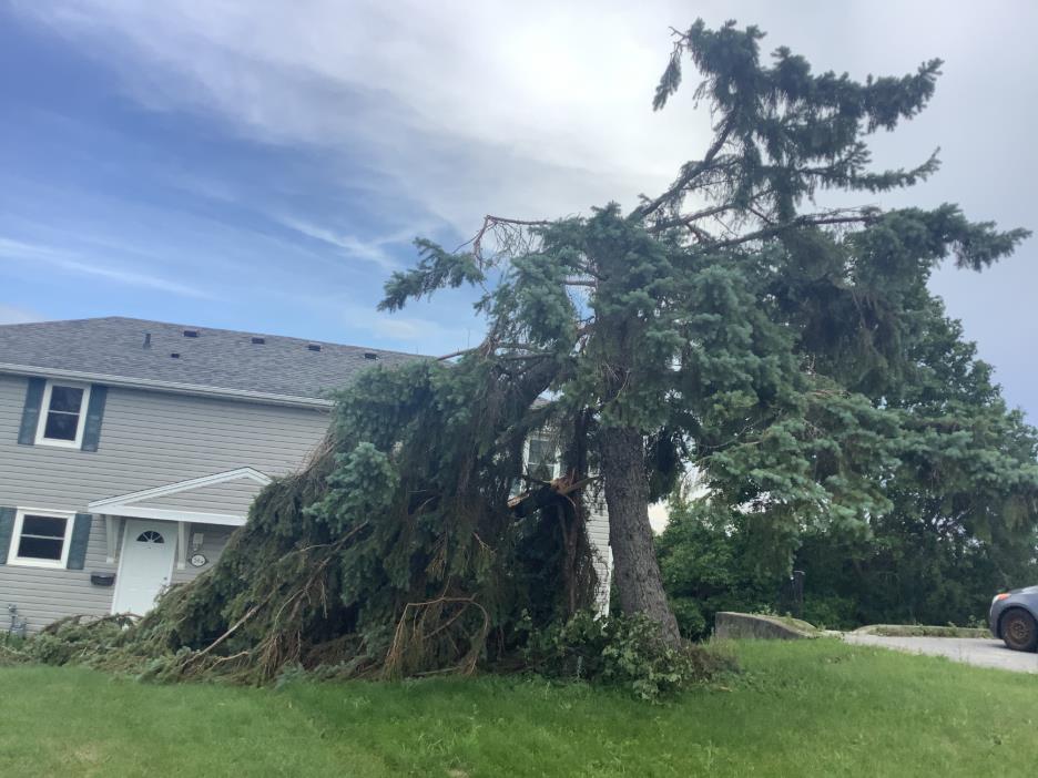 A large tree was snapped after an EF0 tornado made its way through the Kingston, Ont., area on June 30.